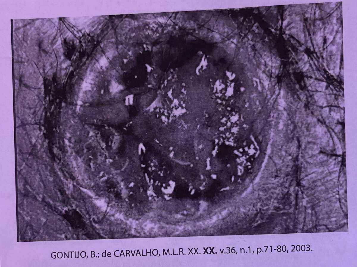 Imagem da questão de Zoonoses
