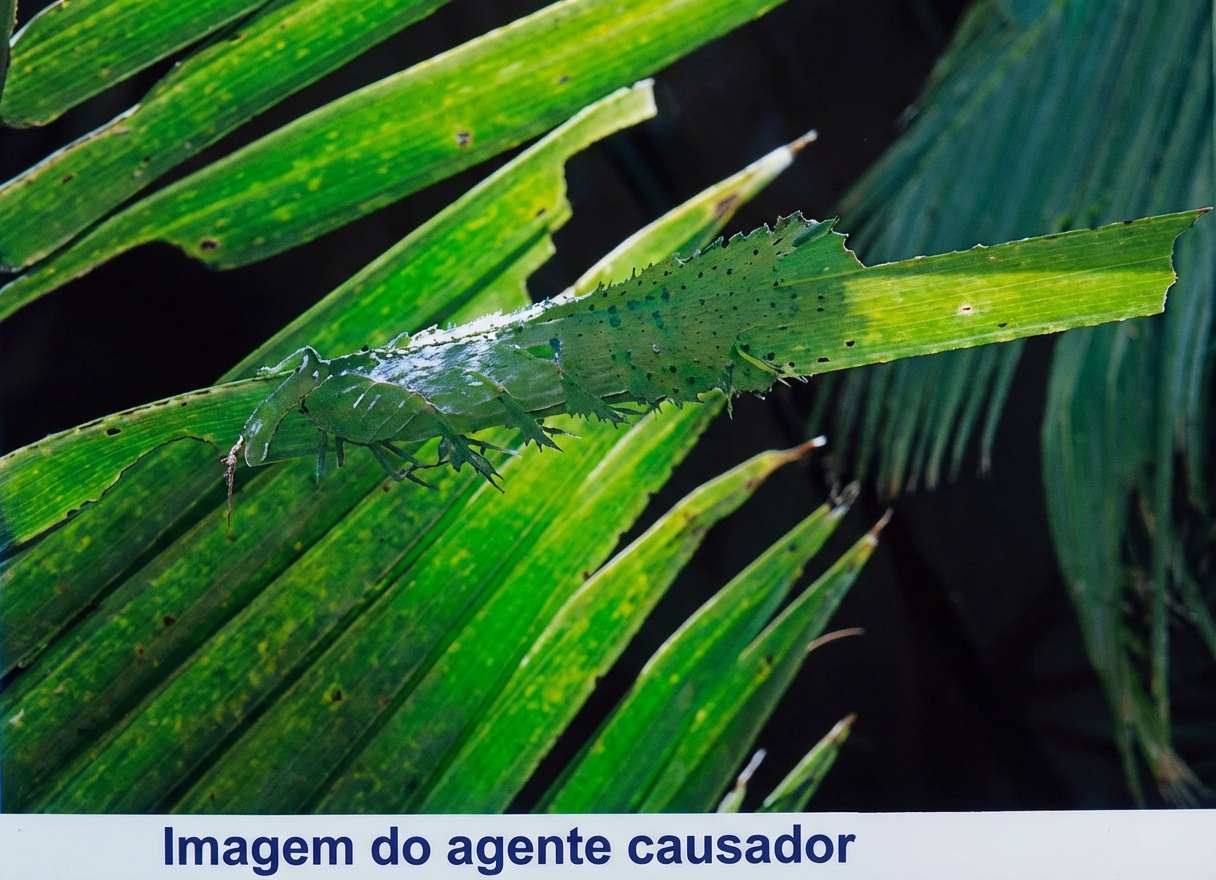 Imagem da questão de Acidentes Biológicos