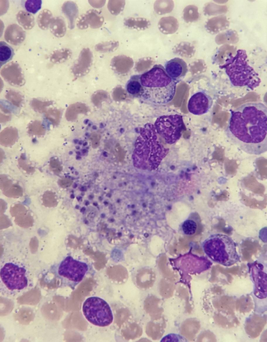 Imagem da questão de Zoonoses